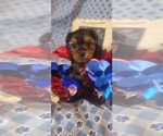 Small Photo #4 Yorkshire Terrier Puppy For Sale in AKRON, OH, USA