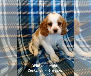 Cockalier Puppy for sale in CLARKRANGE, TN, USA