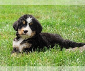 Bernese Mountain Dog Puppy for sale in FREDERICKSBURG, OH, USA