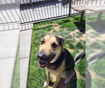 Small #7 German Shepherd Dog Mix