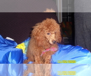 Poodle (Toy) Puppy for sale in DULUTH, GA, USA