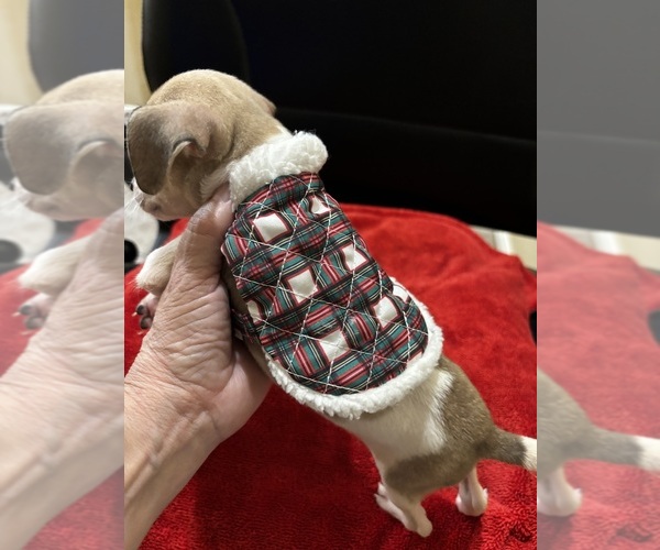 Medium Photo #6 Chiweenie Puppy For Sale in HOUSTON, TX, USA