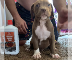 Small Photo #6 American Bully Puppy For Sale in FORT WORTH, TX, USA