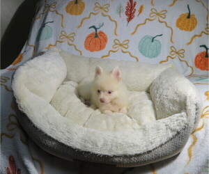 Pomeranian Puppy for Sale in COOKEVILLE, Tennessee USA