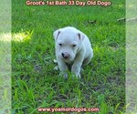 Small #50 Dogo Argentino