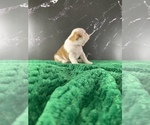 Small Photo #166 Boston Terrier Puppy For Sale in TULARE, CA, USA