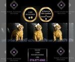 Small Photo #53 Poodle (Miniature) Puppy For Sale in WARSAW, IN, USA