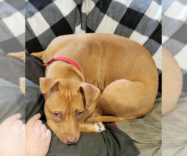 Medium Photo #2 American Pit Bull Terrier-Unknown Mix Puppy For Sale in COLUMBIA, MD, USA