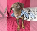 Small #1 Doberman Pinscher