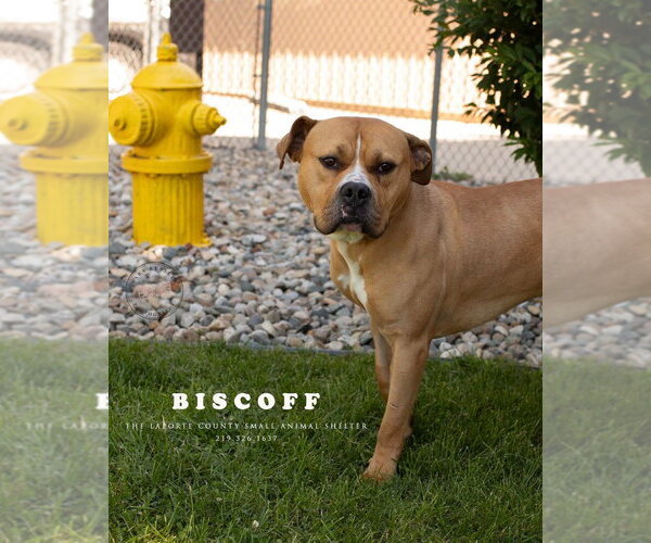 Medium Photo #4 Mutt Puppy For Sale in La Porte, IN, USA
