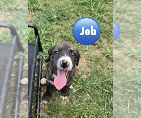 Medium Photo #1 Mutt Puppy For Sale in Wenonah, NJ, USA