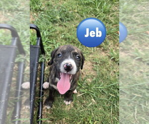 Mutt Dogs for adoption in Wenonah, NJ, USA