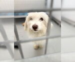 Small Maltese Mix
