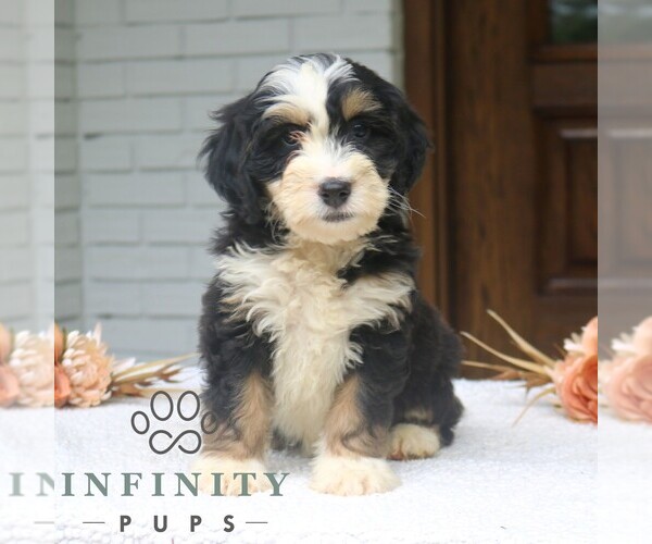 Medium Photo #3 Bernedoodle (Miniature) Puppy For Sale in NARVON, PA, USA