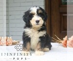 Small #2 Bernedoodle (Miniature)