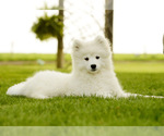 Small Samoyed