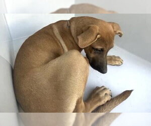Labrador Retriever-Unknown Mix Dogs for adoption in Houston, TX, USA