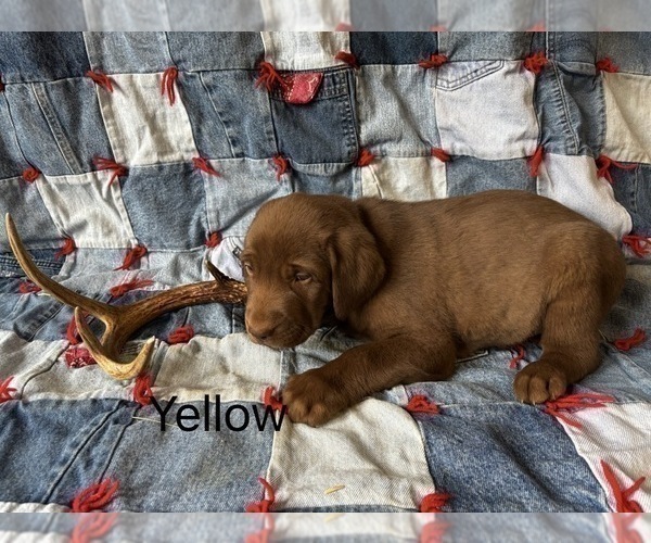 Medium Photo #2 Labrador Retriever Puppy For Sale in RUTHERFORDTON, NC, USA
