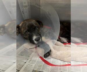 Mutt Dogs for adoption in Riverside, CA, USA