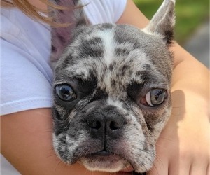 French Bulldog Dog for Adoption in ORLANDO, Florida USA