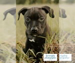 Small #1 American Pit Bull Terrier-Labrador Retriever Mix