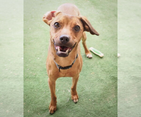 Medium Photo #2 Cheagle Puppy For Sale in phoenix, AZ, USA