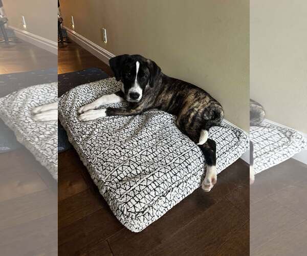 Medium Photo #4 Great Dane-Labrador Retriever Mix Puppy For Sale in MIDWAY, UT, USA