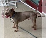 TYSON - Male American Pit Bull Terrier Dog for Adoption - Small photo
