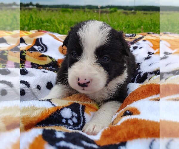 Medium Photo #111 Border Collie Puppy For Sale in NORBORNE, MO, USA