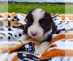 Small Photo #111 Border Collie Puppy For Sale in NORBORNE, MO, USA