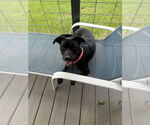 Small Labrador Retriever Mix