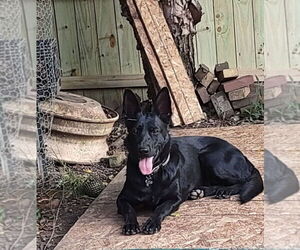 Mother of the German Shepherd Dog puppies born on 06/17/2026