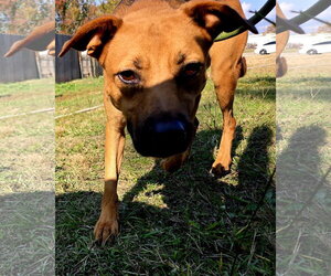 Sade - Female Labrador Retriever-Unknown Mix Dog for Adoption - Photo #3