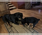 Small Photo #11 Rottweiler Puppy For Sale in COTTAGE GROVE, OR, USA