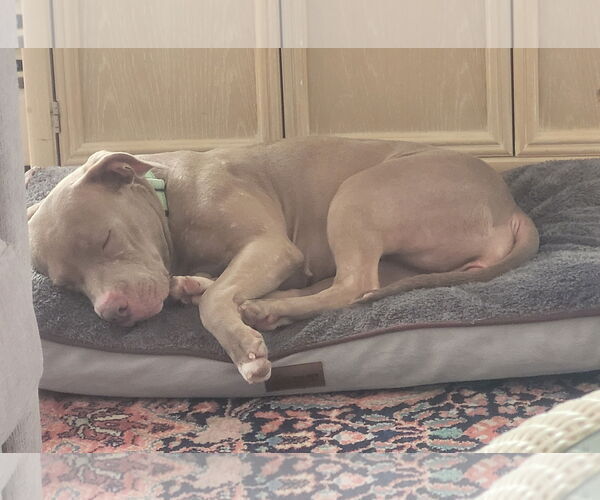 Medium Photo #4 American Pit Bull Terrier-Unknown Mix Puppy For Sale in Millersville, MD, USA