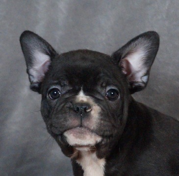Medium Photo #8 French Bulldog Puppy For Sale in WARSAW, IN, USA