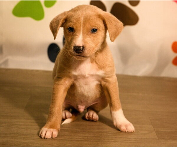 Medium Photo #5 Mutt Puppy For Sale in Brooklyn Center, MN, USA