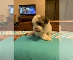 Small Photo #4 Maltipoo Puppy For Sale in WETUMPKA, AL, USA