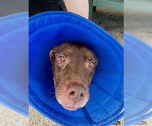 Labrador Retriever Dogs for adoption in Palmetto, FL, USA