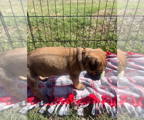 Medium Photo #4 Great Dane-Unknown Mix Puppy For Sale in Bullard, TX, USA