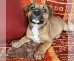 Justice Pup - Writ - Female Labrador Retriever-Unknown Mix Dog for Adoption - Photo #3