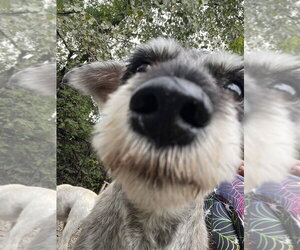Crane - Male Mutt Dog for Adoption - Photo #4