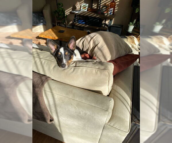 Medium Photo #4 Australian Shepherd-Unknown Mix Puppy For Sale in Denver , CO, USA