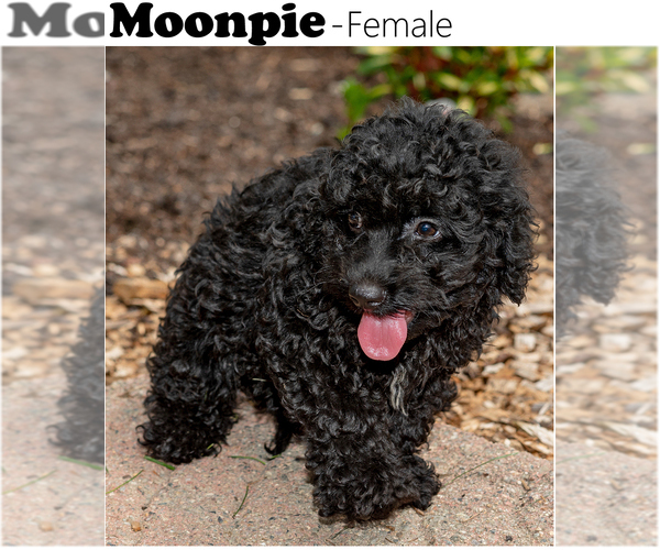 Medium Photo #1 Cock-A-Poo Puppy For Sale in ELKTON, MD, USA