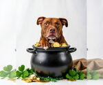 Small #13 American Staffordshire Terrier-Labrador Retriever Mix