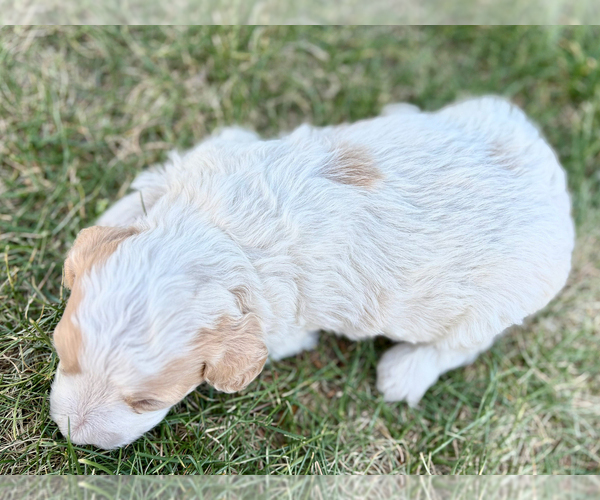 Medium Photo #2 Bernedoodle (Miniature) Puppy For Sale in ROY, UT, USA