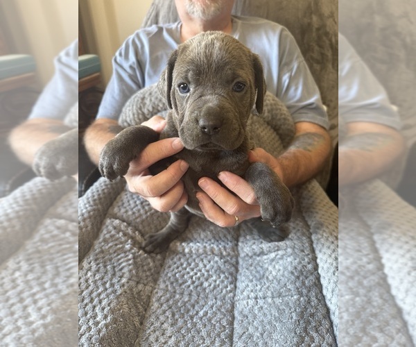 Medium Photo #1 Cane Corso Puppy For Sale in NEW TAZEWELL, TN, USA