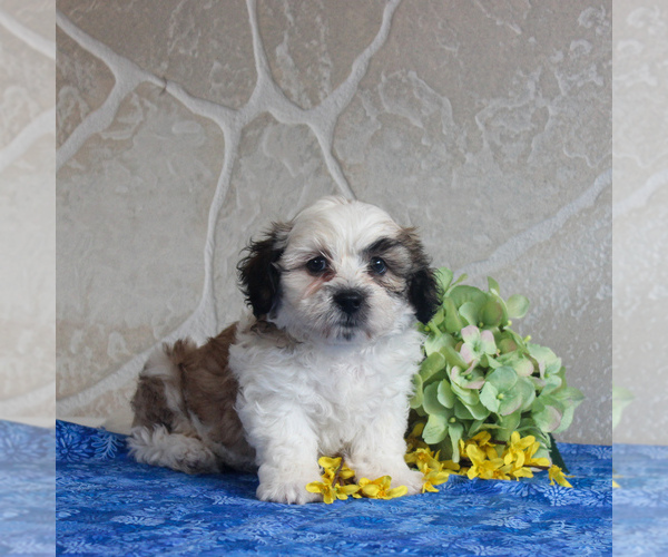 Medium Photo #4 Zuchon Puppy For Sale in GORDONVILLE, PA, USA