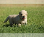 Small Photo #3 Golden Retriever Puppy For Sale in CLOVIS, CA, USA