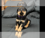 Small Photo #24 Rottweiler Puppy For Sale in ROSEBURG, OR, USA